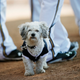 Illustration for article titled Milwaukee Brewers Claim That Hank The Dog Did Not Die And Get Replaced By A Cooler Hank
